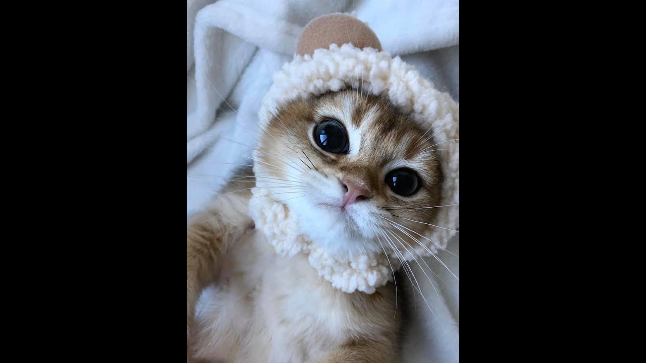 Cats Most Emotional Moments Ever - Pets Story