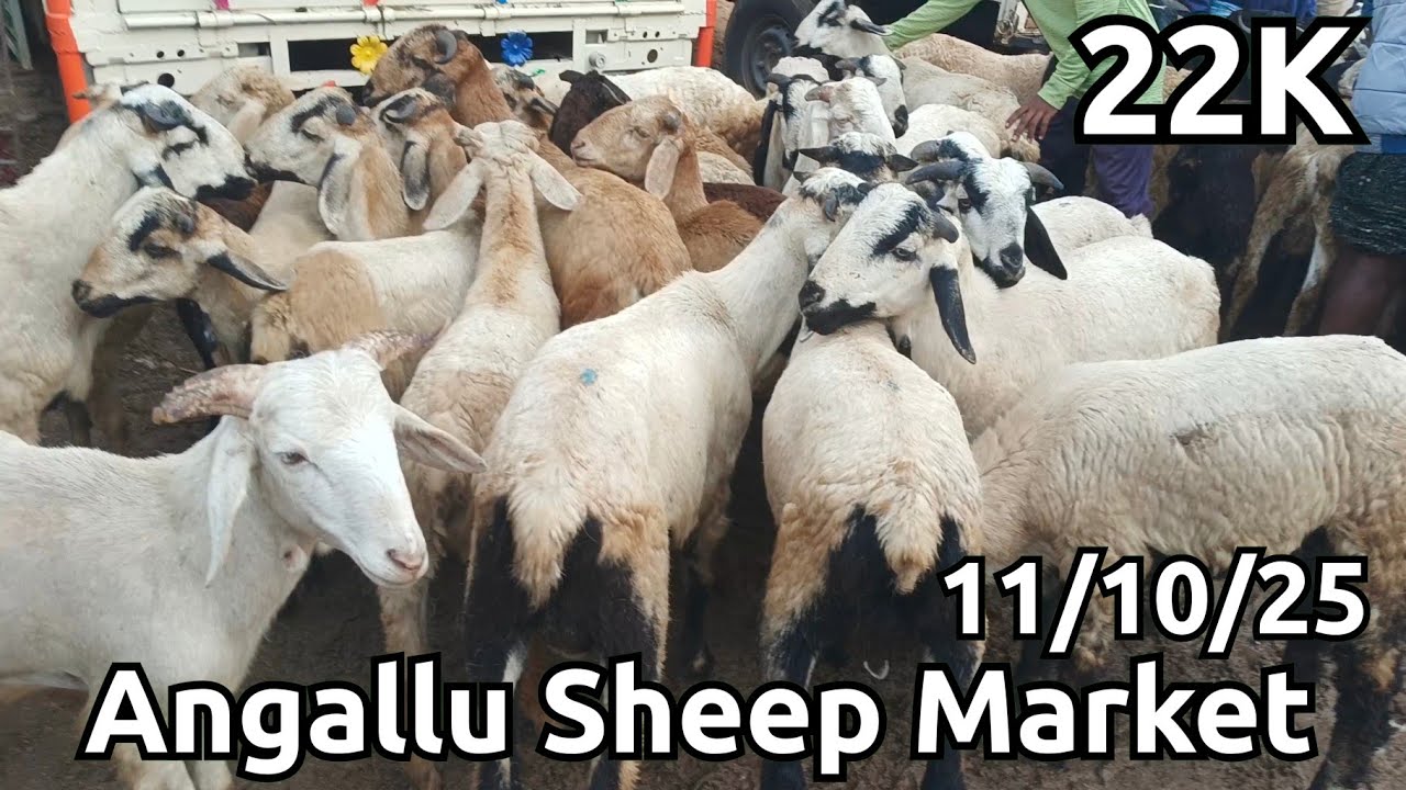 Angallu Sheep Market Today 🐏🐏 Reasonable - YouTube