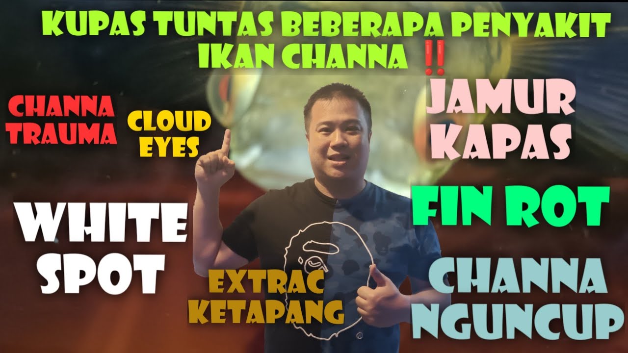 Tips ‼️ Pengobatan Penyakit All Varian Channa 😍😍🙏