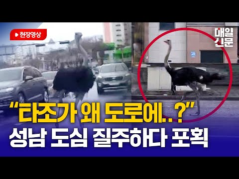 &quot;도로에 타조가 돌아다녀요&quot;  성남 도시 도로에 탈출한 타조