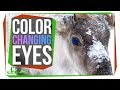 The Unique Reason Reindeer Change Their Eye Color