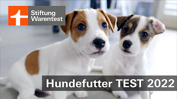 Was ist das beste Hundefutter Stiftung Warentest?