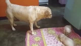 Bad puppy fighting by Gods Creations Daily 174 views 1 year ago 50 seconds
