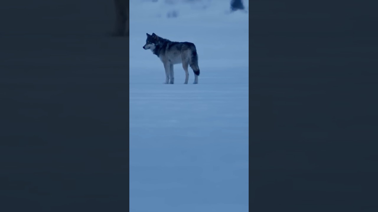 Une scène de chasse exceptionnelle