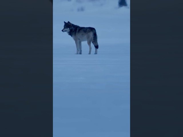 Une scène de chasse exceptionnelle