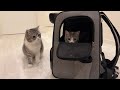 1週間一緒に過ごした妹とお別れしたら兄猫がこうなっちゃいました…