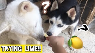 MY HUSKY REACTS TO TRYING LIME! 🍋