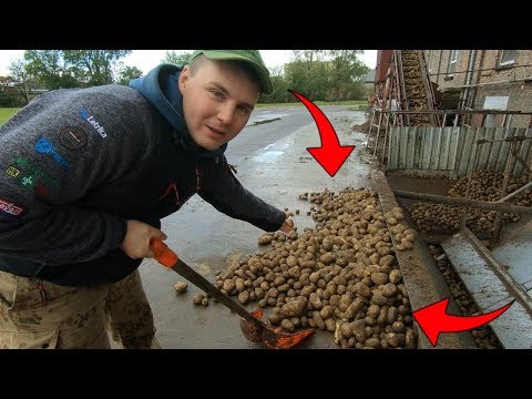 Wideo: Gdzie Sprzedać Ziemniaki