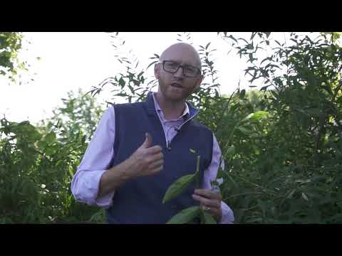 Border forsythia (Forsythia x intermedia) - Plant Identification