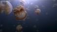 The Fascinating World of Jellyfish ile ilgili video