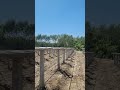 #farming #dragonfruit #vlog #dragonfruitfarm