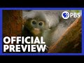 Future of Primates and Human Impact