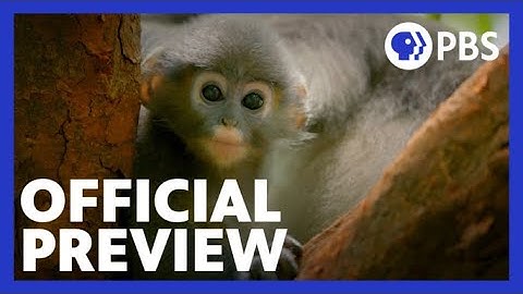Primates | Episode 3 Preview | Protecting Primates | NATURE | PBS