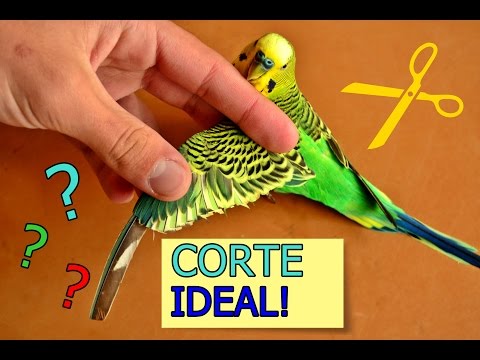 correct cutting parakeet wings