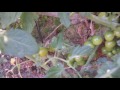 Cultivo de tomates Sherry