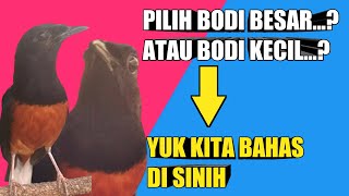 Murai Batu Body Kecil Apa Besar