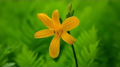 سورة يوسف بصوت القارئ صالح الصاهود