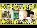 【家庭菜園】9月に植える野菜ランキングベスト5【初心者におすすめの秋冬品種】