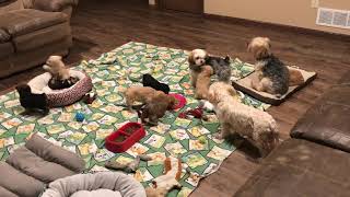 6 week Morkies