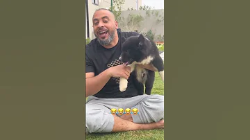 كلب عبودي باد الجديد Shorts 