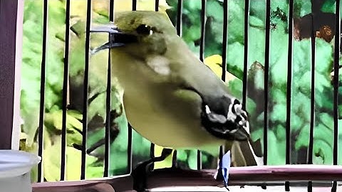 "Pancingan burung sirtu cipoh macet/pikat" !! dijamin akan nyaut dan gacor