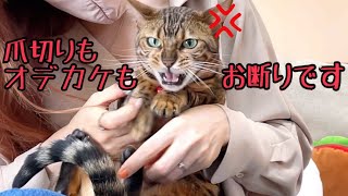 猫6匹の華麗なる爪切りをご覧下さい（1匹を除く）