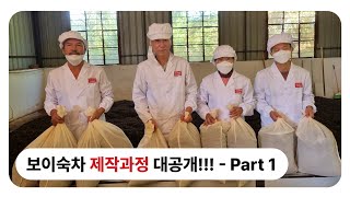 보이차 숙차 제작과정 공개 - 1편