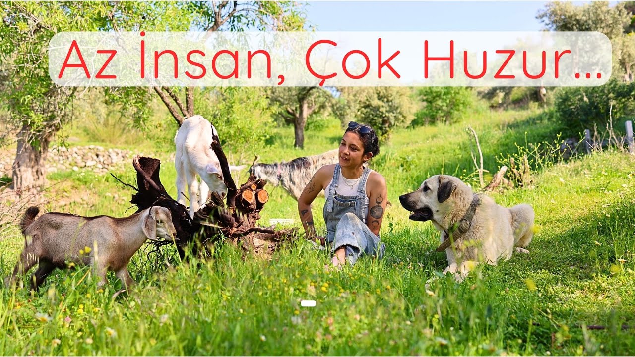 Şehre İstifa, Çiftliği Kurduk Datça'ya! Oğlaklar, Tavuklar, Doğal Tarım ve Çiftlik Turu