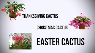 The Difference Between Thanksgiving Cactus, Christmas Cactus & Easter Cactus
