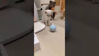 Komik Kediler Ve Köpekler - 5 Funny Cats, Cute Dogs