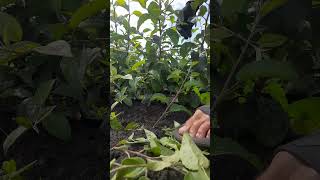 Выламывание боковых приростов/ Зачистка штамбов на саженцах яблони #питомникрастений #саженцы