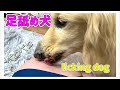 飼い主の足が好き過ぎて永遠に舐め続けるミニチュアダックスフンドのミルク│dog kisses Lick