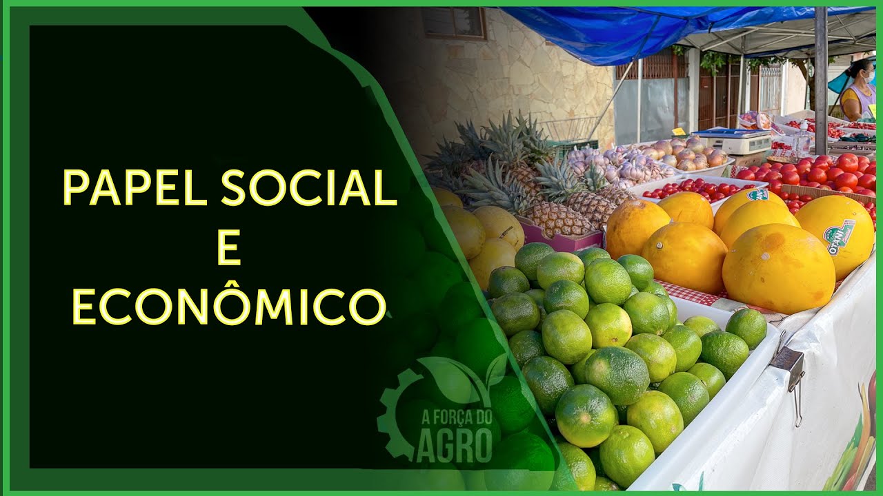 Abacaxi movimenta a economia do estado do Pará