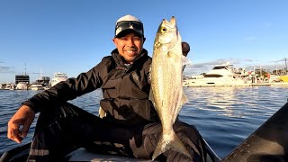 Tailor on the Bite! Swan River -CATCH,GROW and COOK- Organic Life🌱