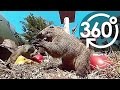 【いきもの目線】タイワンリス（360Lives　/　Taiwan squirrels）