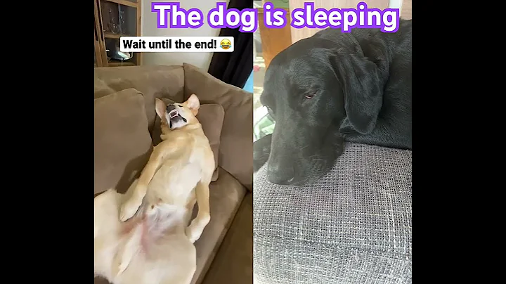 Does your dog sleep like this? #dog #labrador #sleepy