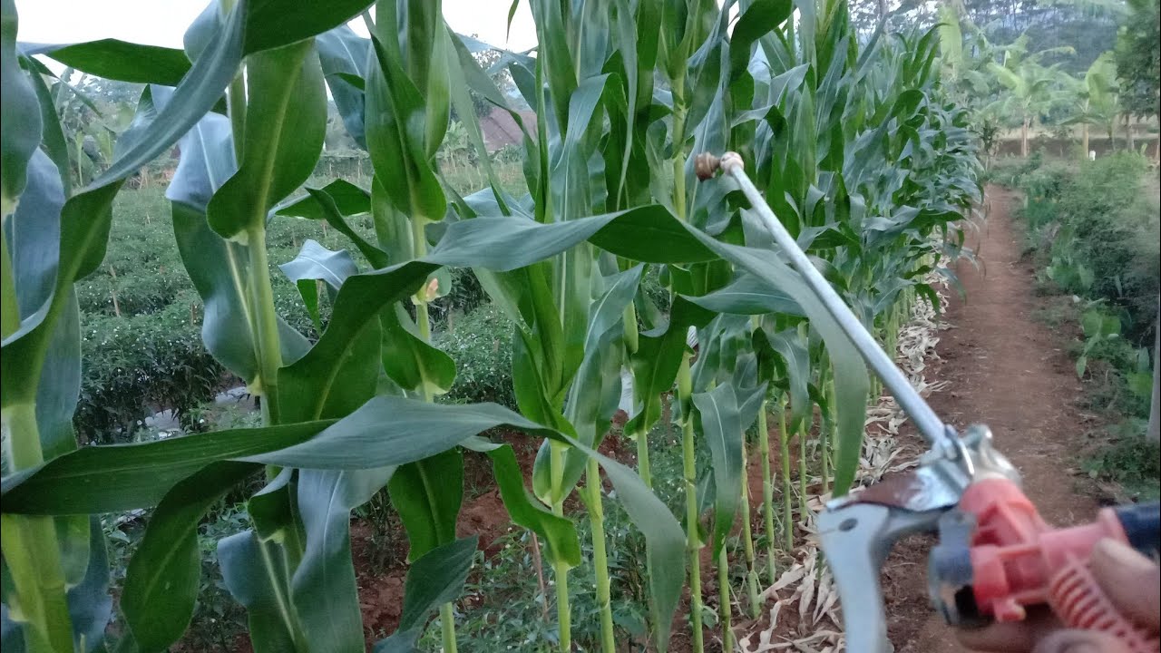 Ternyata Ini Pupuk Nutrisi Jagung Agar Buahnya Besar2 Youtube