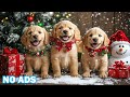 12 Hours Dog TV for Home Alone Dogs 🐶 Deep Relaxation, Nature Views &amp; Anti-Anxiety Music