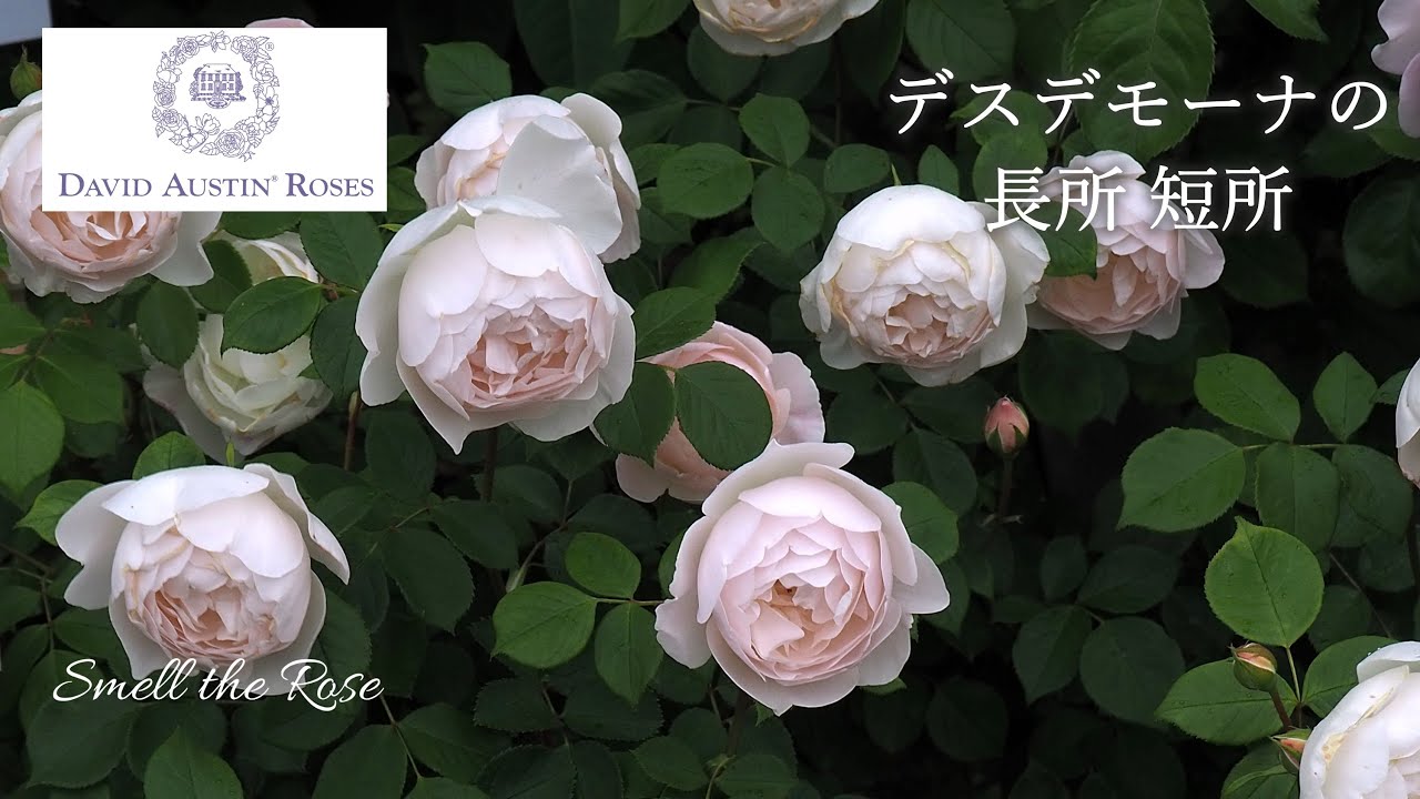 デスデモーナの育て方 - YouTube