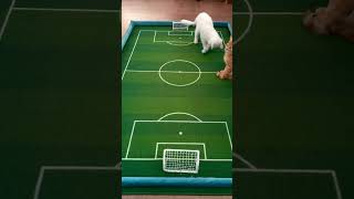 ⚽ 🏆 Football  World Cup among kittens 05 04 23  #shorts