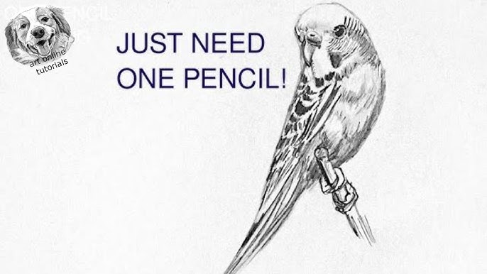 Drawing A Beautiful Bird In Hand In Pencils ➤Easy  Shading drawing,  Sketches easy, Pencil drawings easy