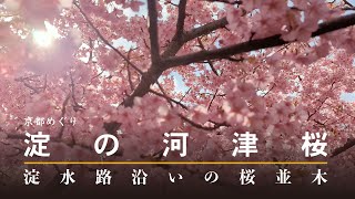 淀の河津桜【京都めぐり／HironTV】