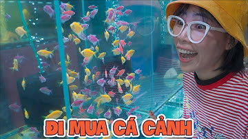 Đi Mua Cá Cho Bể Cá Mới Của Anh TBB Thúi
