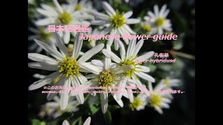 私も野生になった？！Did I get wild too? !!   孔雀草 （くじゃくそう）Aster hybridusd   季節の花　日本花図鑑　Japanese flower guide