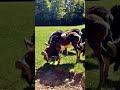 Bock auf Gras