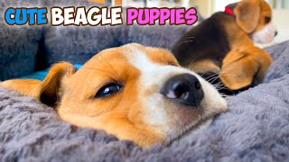 Cute BEAGLE Puppies Playing : Beagle Universe Episode 2