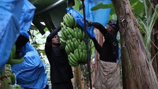 Derechos del trabajador | Platanera Río Sixaola | Costa Rica