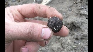 Reforesting the Ranch Part 5: Seed Balls