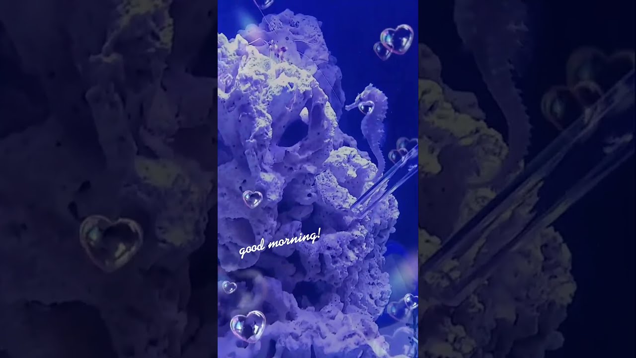 Feed The Hungry Seahorses In Reef Tanks Seahorse Feeding