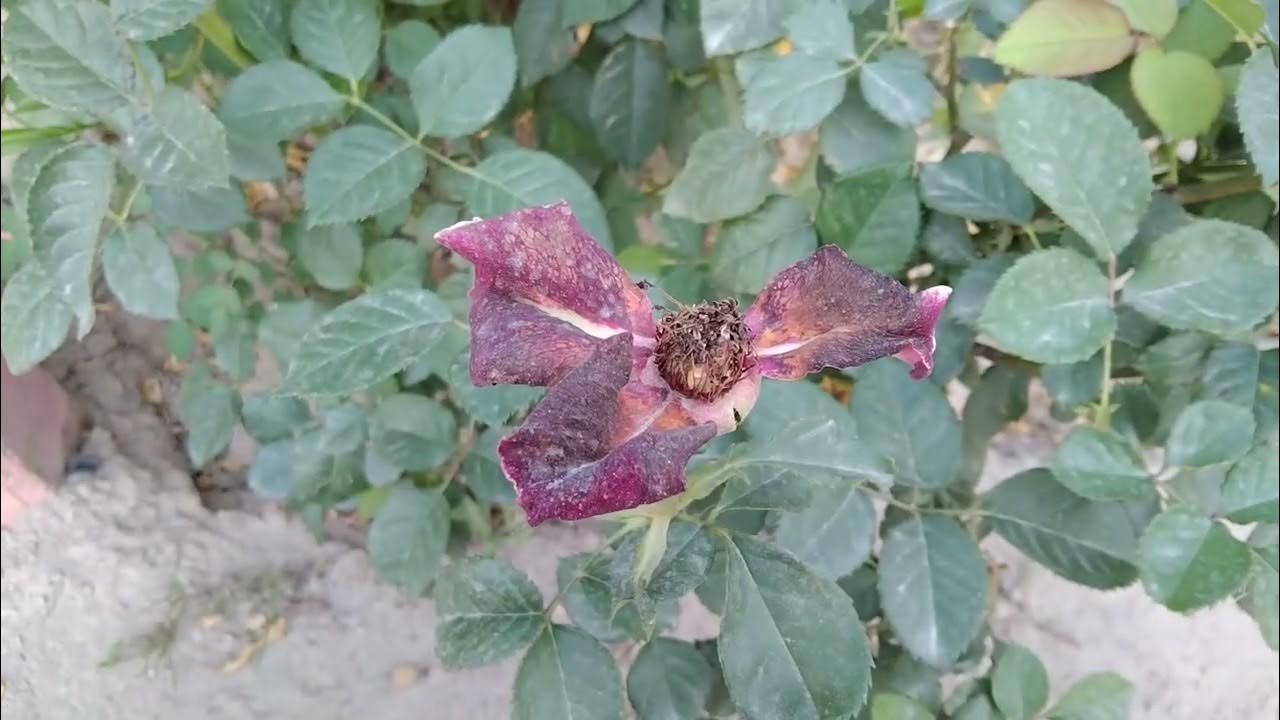 The most loved flowers in the world YouTube